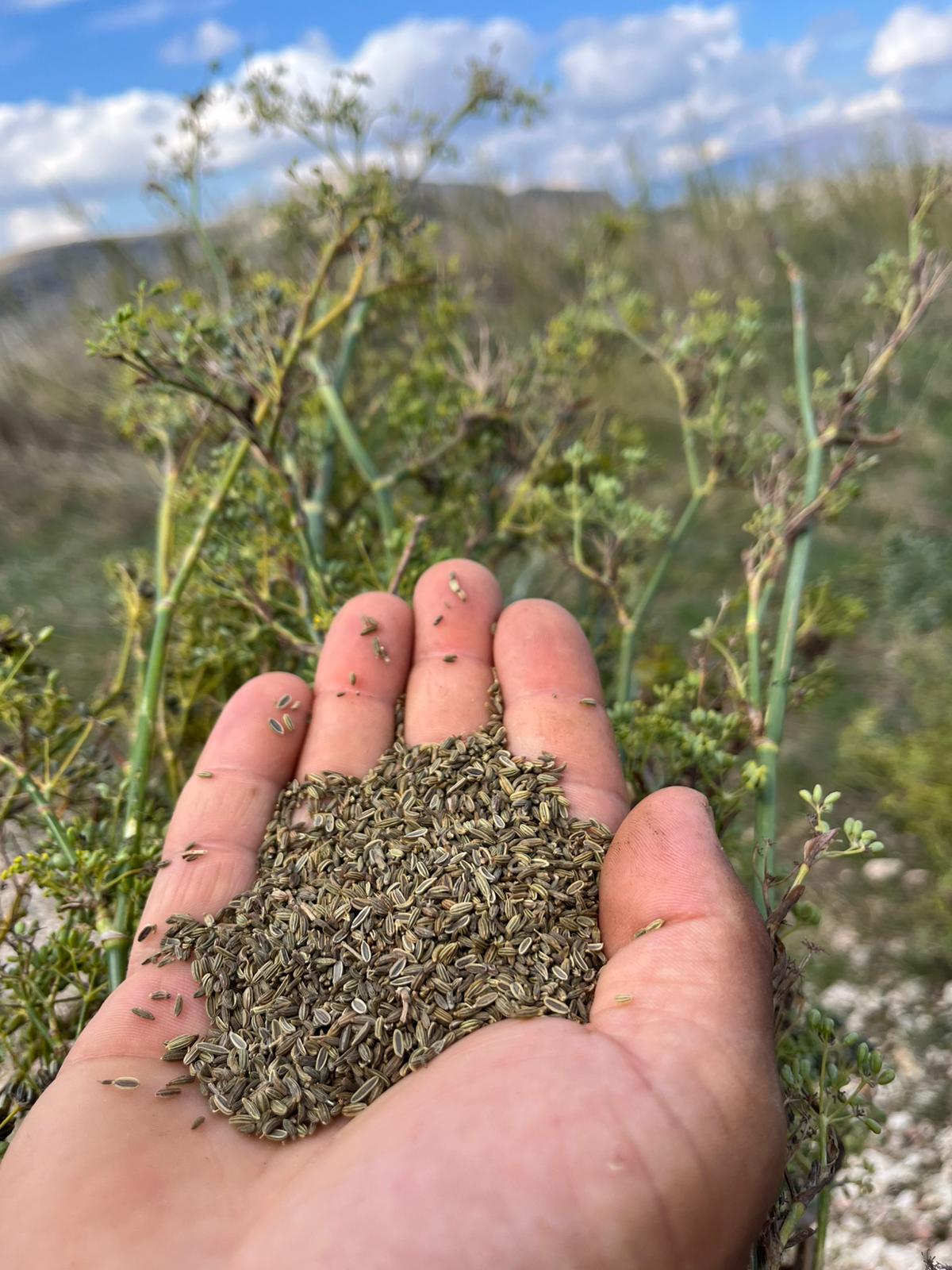 The harvest